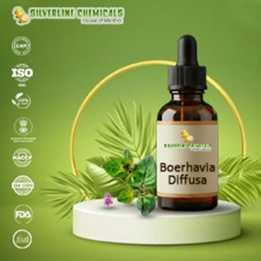Boerhavia Diffusa Suppliers In Kuwait